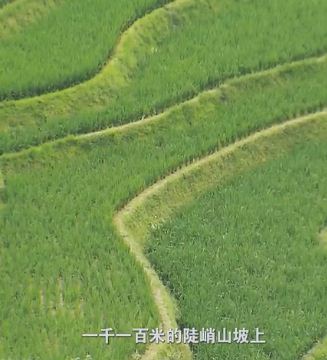 《稻之道》第五集：稻之恒